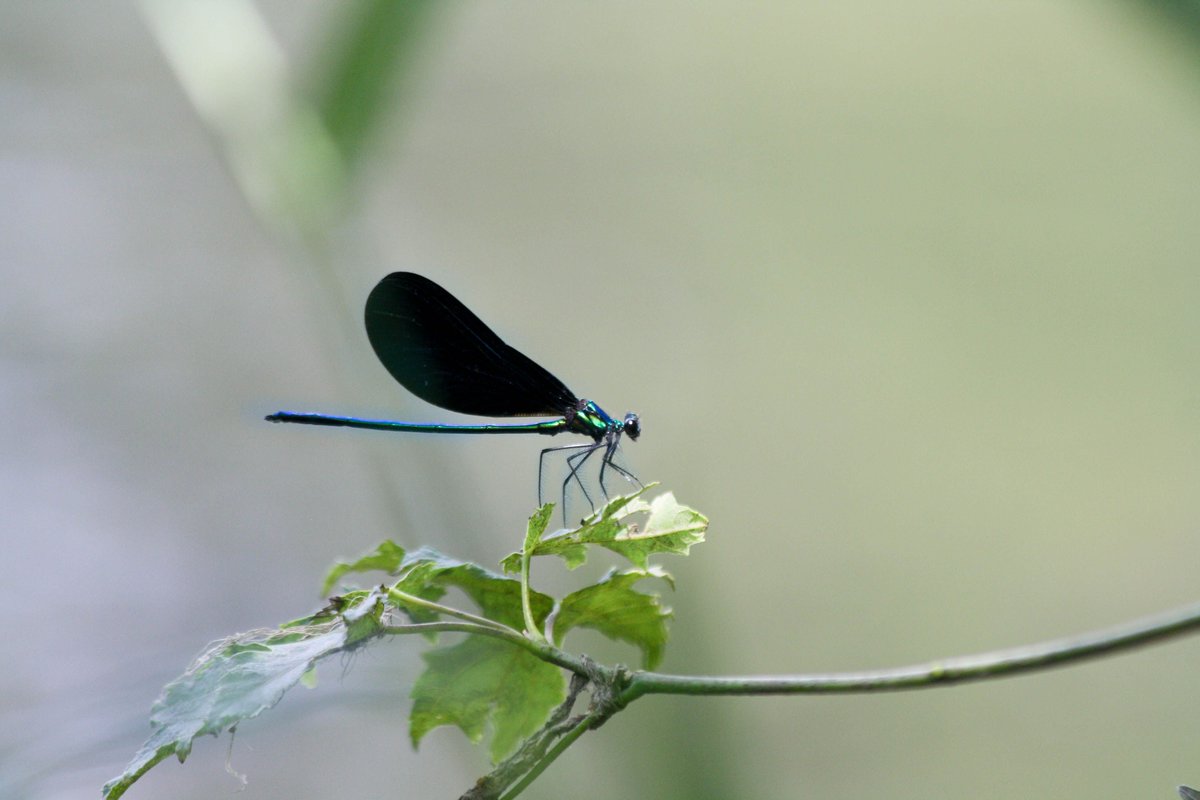 Applied Ecological tweet media