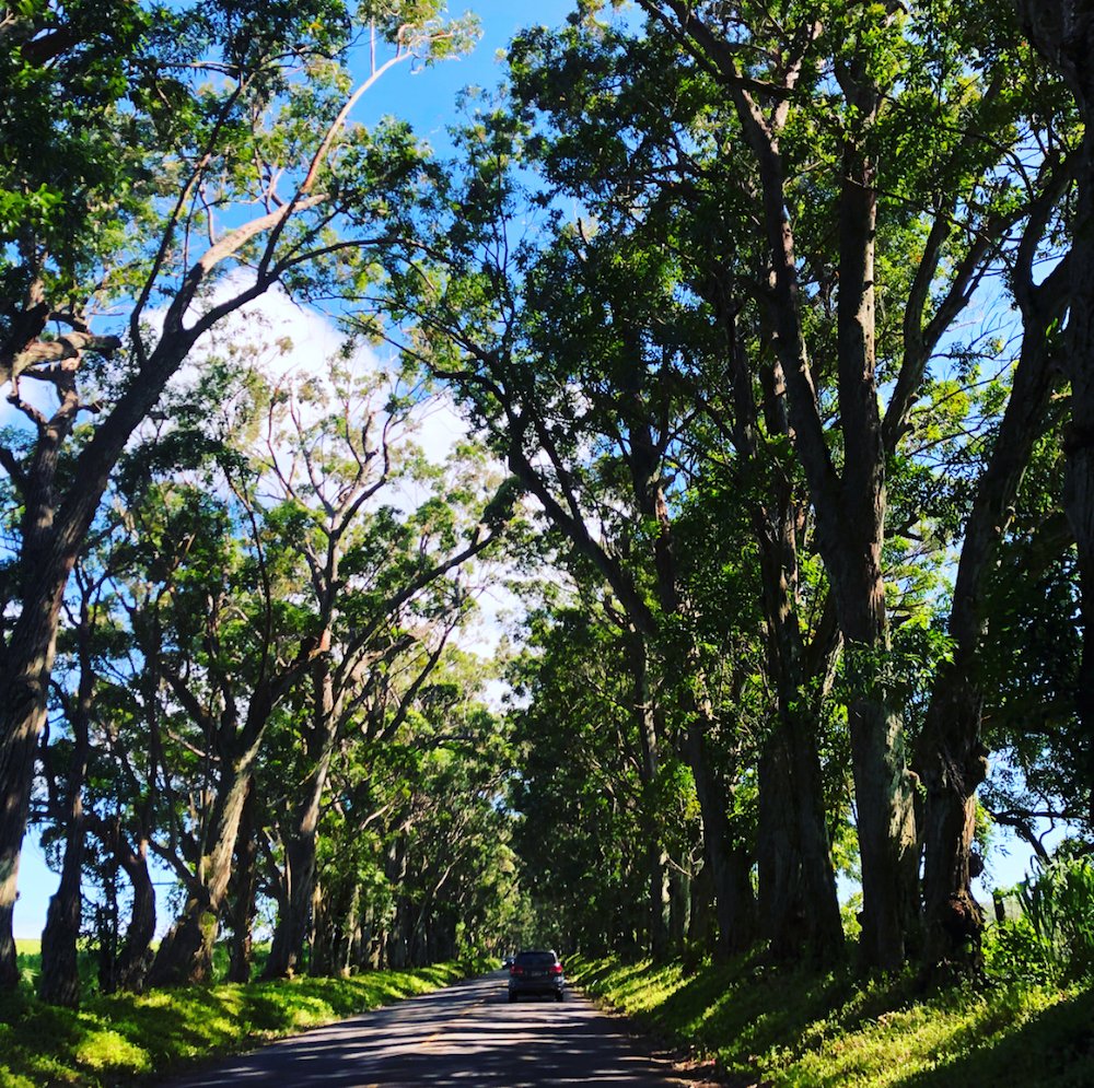 KoloaLanding's tweet image. The drive to paradise!
📸 bmoore7484

#KoloaLandingResort #AlohaKoloa #TunnelOfTrees #Kauai #AlohaKoloa