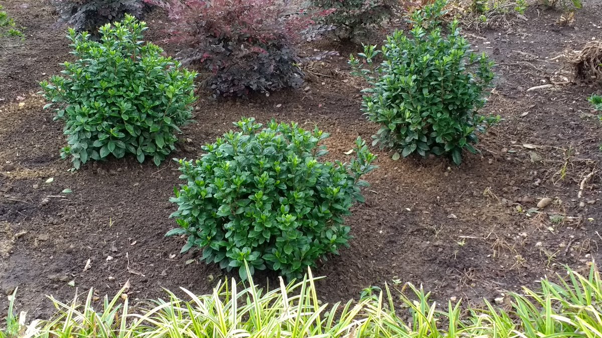 EncoreAzalea's tweet photo. Who is ready for #fallplantingseason? #encoreazalea #encoreblooms #fall2018 #getyourhandsinthedirt https://t.co/Z2zSdwP2pV