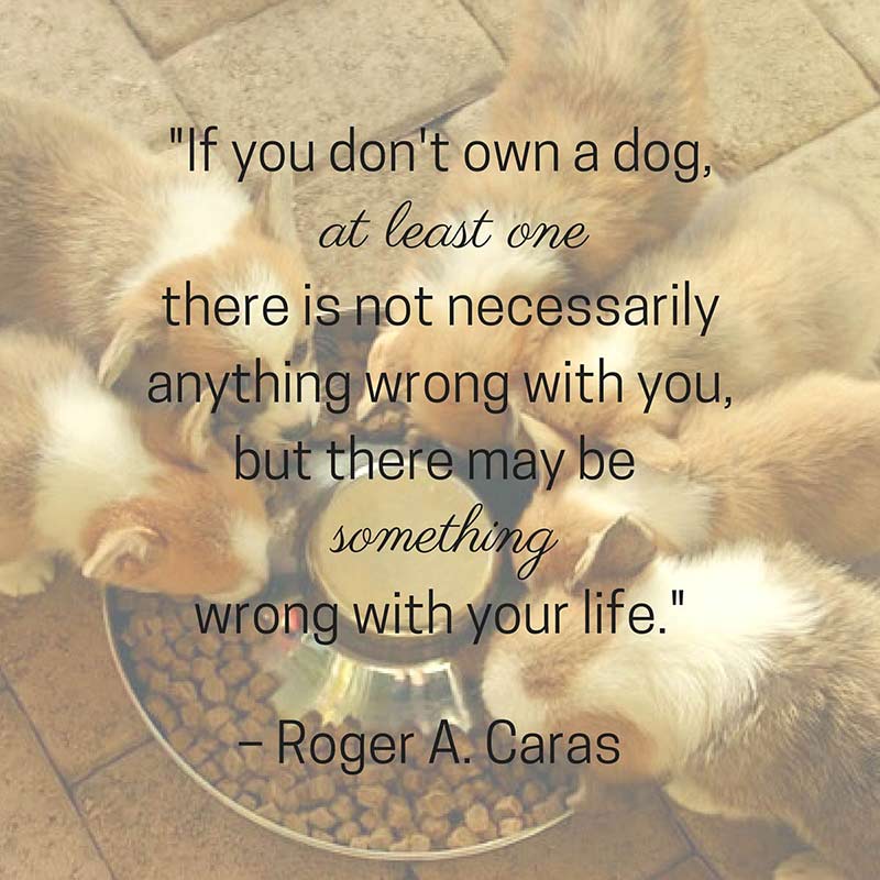 GFarmstead's tweet photo. “If you don’t own a #dog, at least one, there is not necessarily anything wrong with you, but there may be something wrong with your life.” – Roger A. Caras https://t.co/M3lUBPpU4J