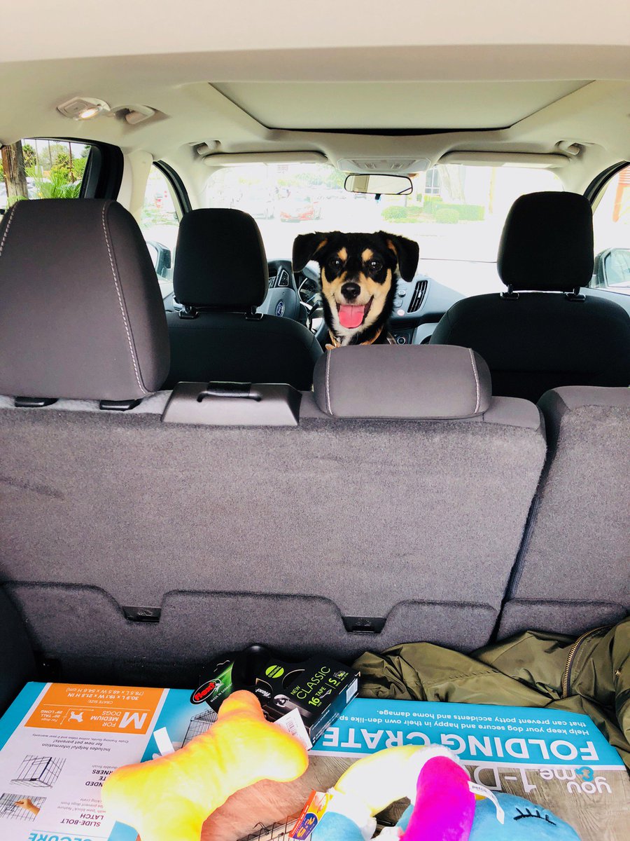 ericredd's tweet image. 24hour trip to LA ended up with me and this one all day....(even at meetings!)
#MyFurryFam
#InstaLuv