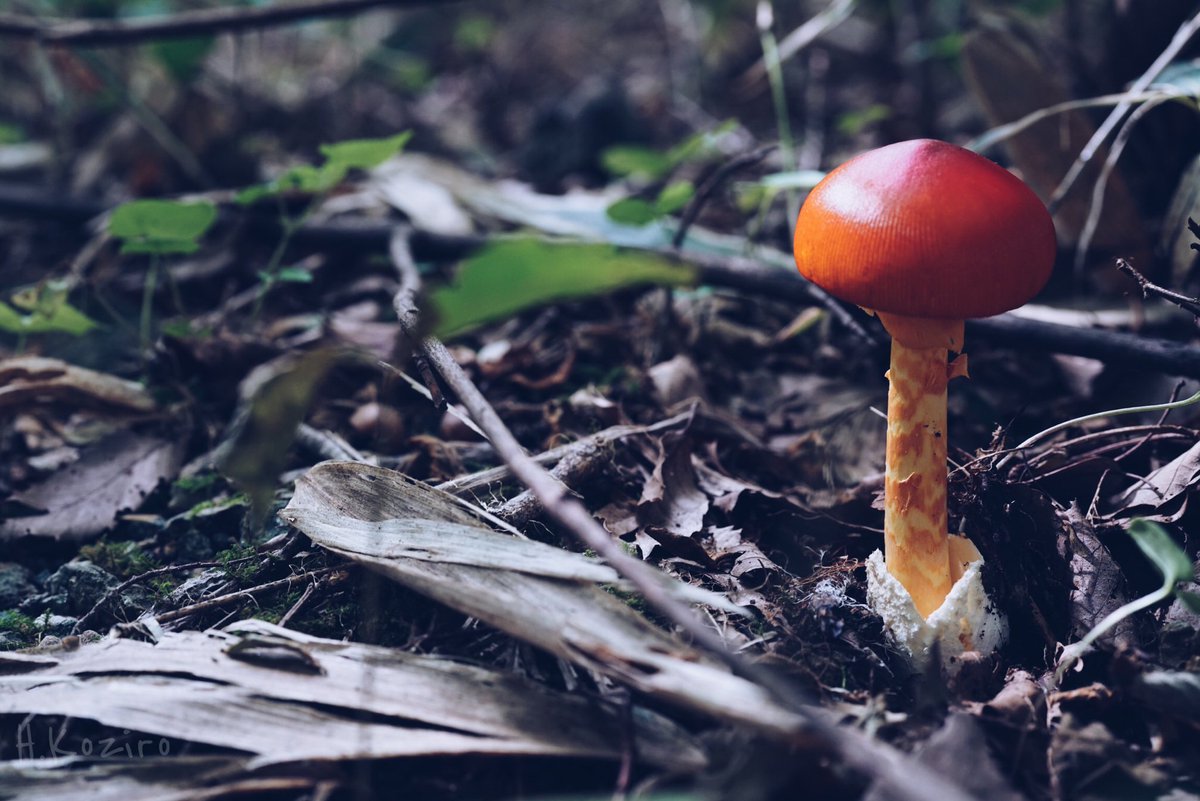 タマゴタケ ２０１８ 12ページ目 Togetter