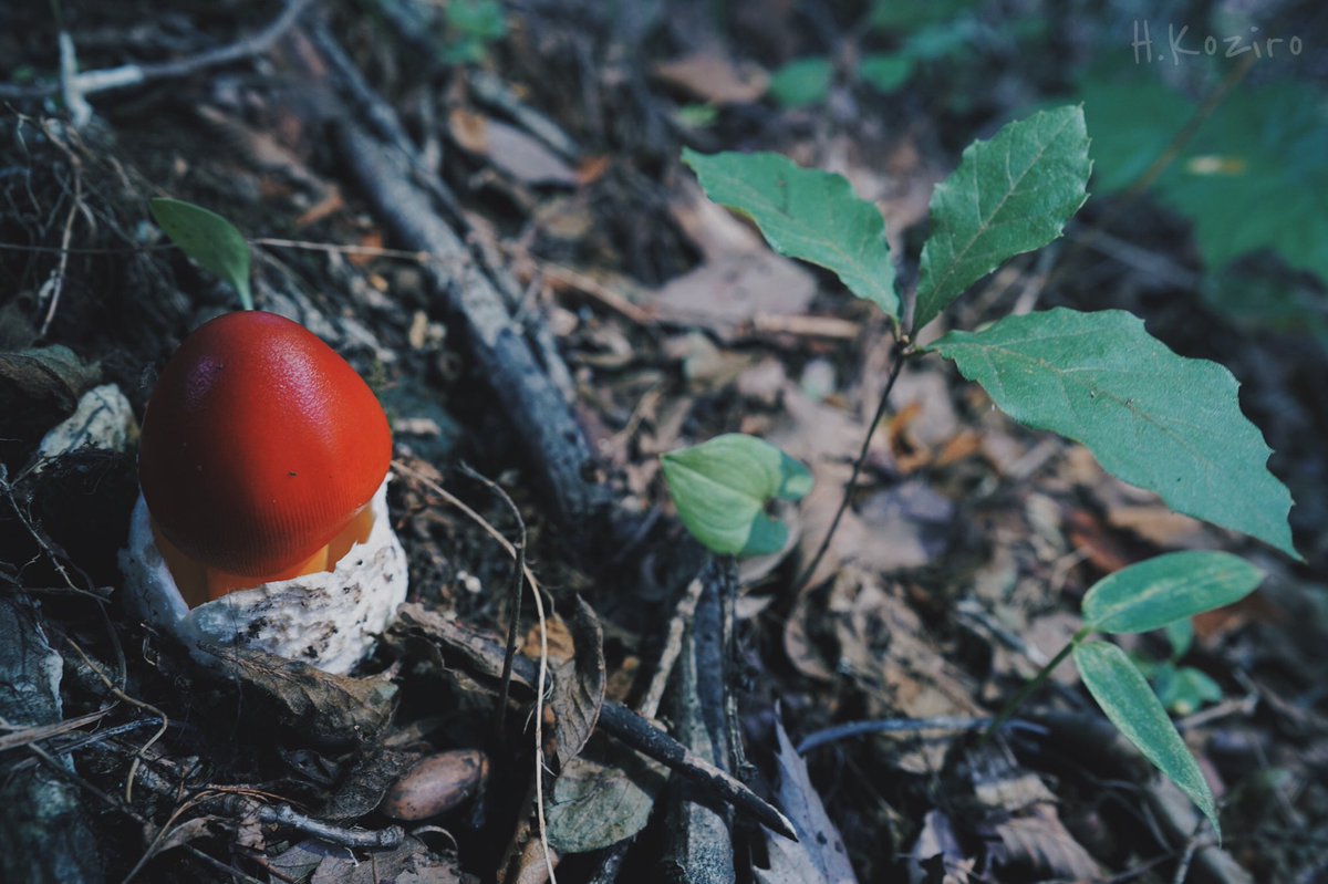 タマゴタケ ２０１８ 12ページ目 Togetter