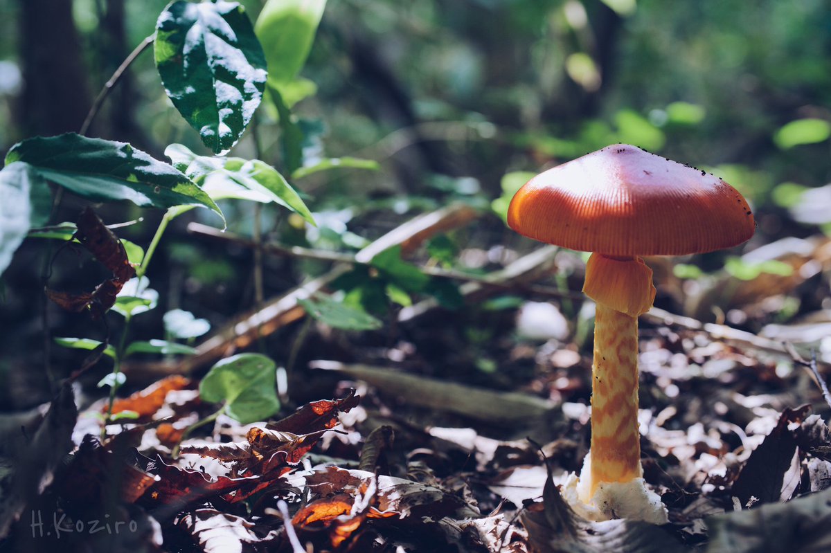 タマゴタケ ２０１８ 12ページ目 Togetter