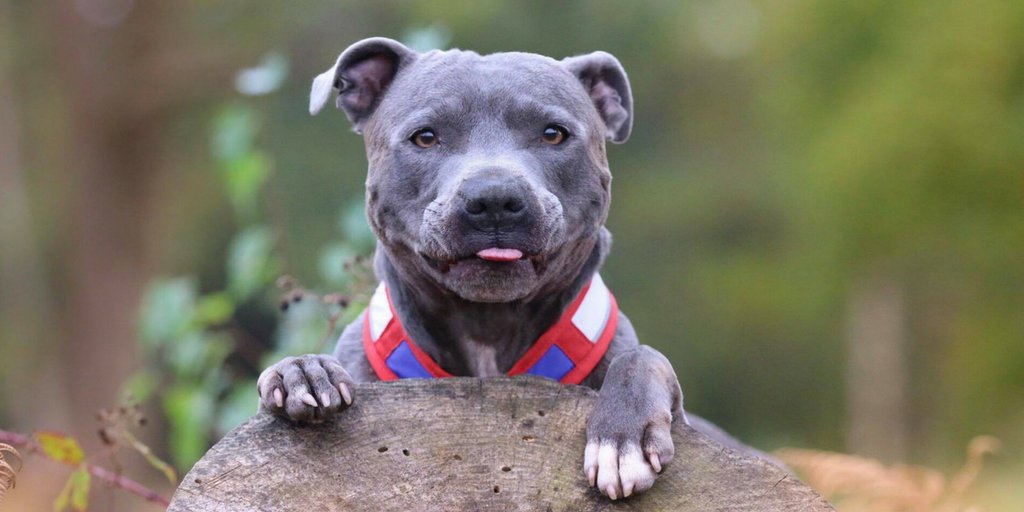 kennel club staffordshire bull terrier puppies