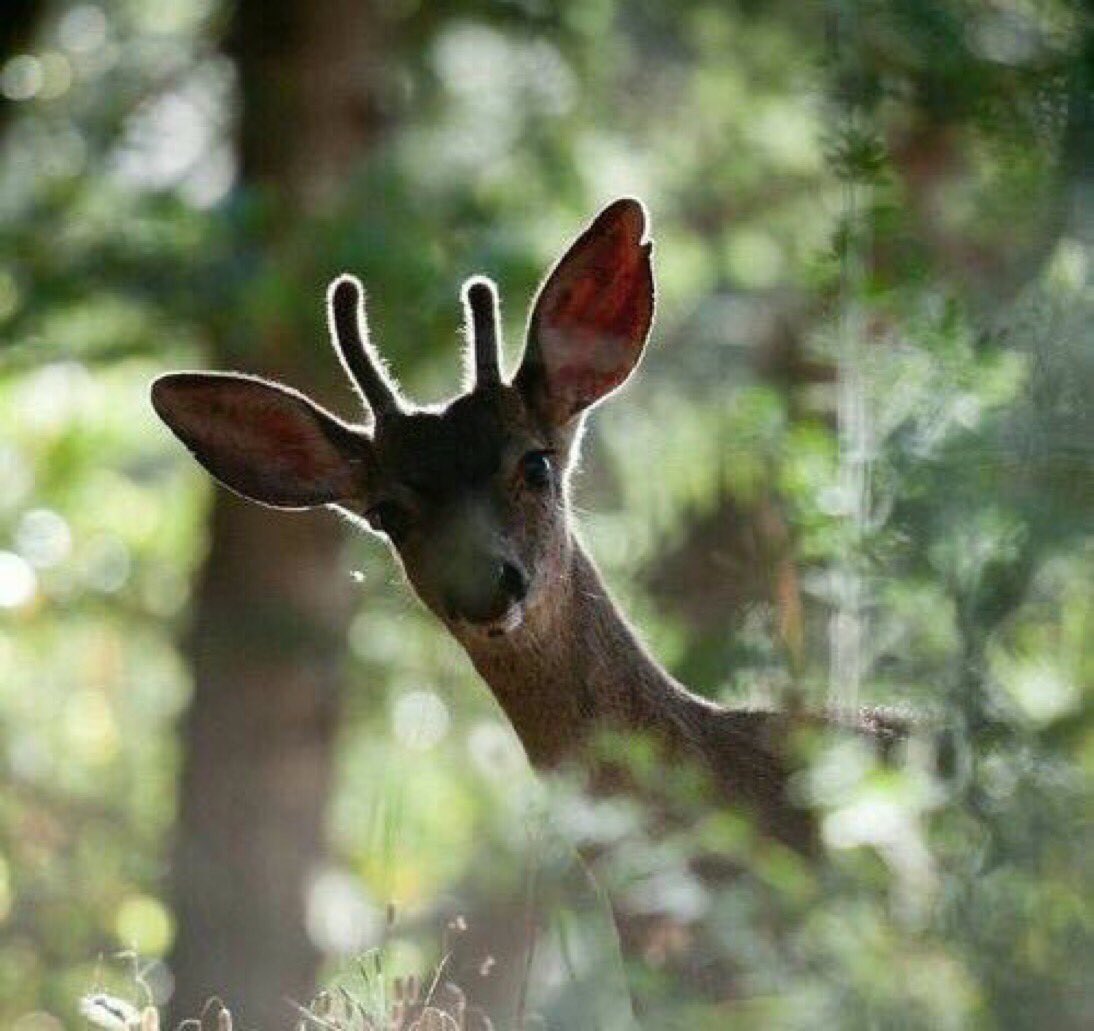 BenteHemmingsen's tweet image. Trust all your creative instinct and let it surround you🎶💪🏻❤️ See you there Jonathan. The danes will in few weeks be on their way to YOUR concert in USA, California ❤️🎶🇺🇸