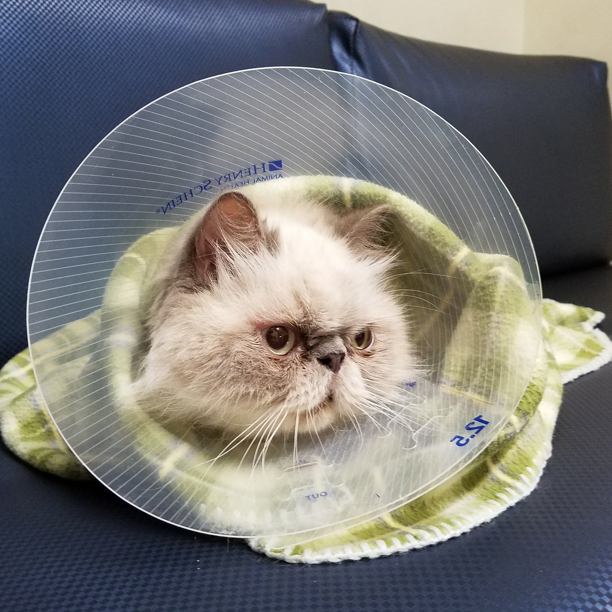 t_jh2009's tweet image. Whereas #Shemp has a different opinion on #TotalEclipses. 😾