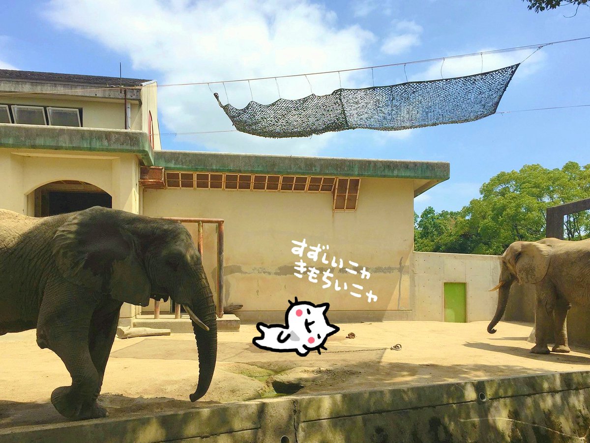 江戸家小猫 No Twitter 熊本地震で大きな被害をうけた熊本市動植物園を応援するため 昨年の５月に写真とイラスト の個展をやらせていただきました そのときいただいたご支援のおかげで この度 アフリカゾウ舎に日陰をつくる葉っぱネットを寄ゾウすることができまし