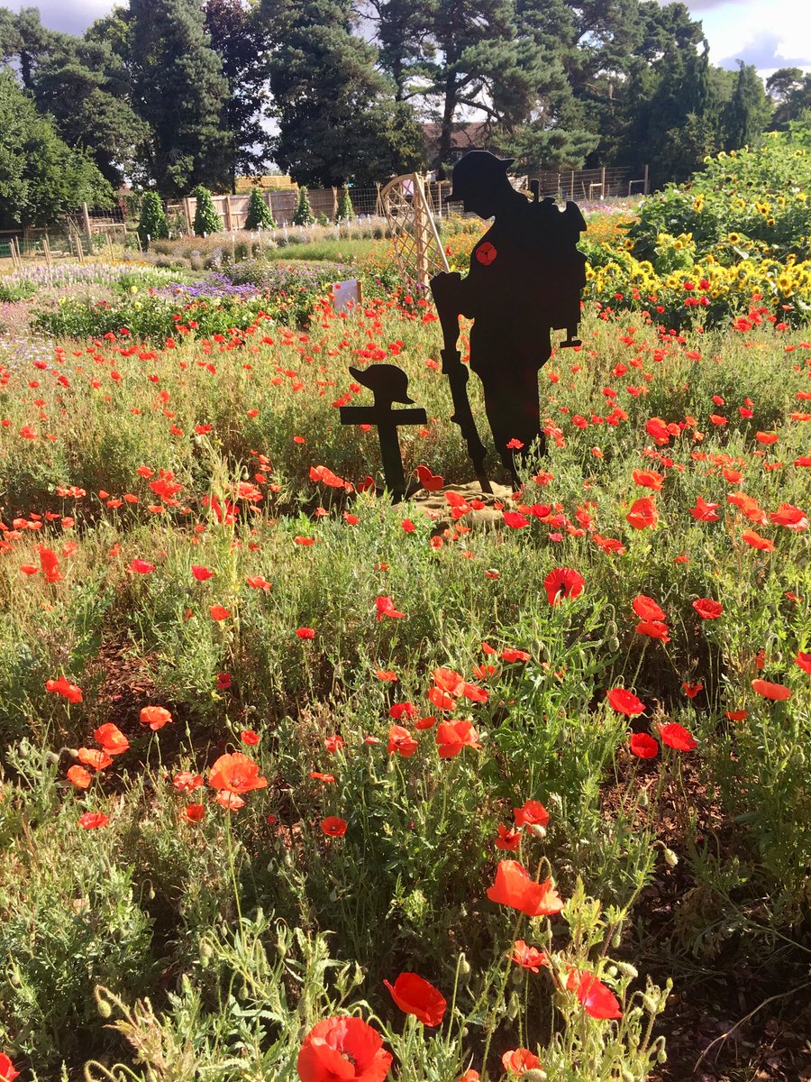 Dandelion_Sarah's tweet photo. 1st World War tribute ⁦⁦@mrfothergill⁩ https://t.co/HcQQFbWy8Y