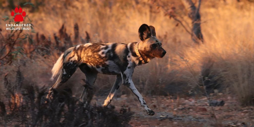 TheEWT's tweet photo. Only 10 days left to #donate! With YOUR help we can raise funds for 3 more collars. These collars are vital to helping us monitor and protect the remaining 520 Wild Dogs in South Africa. Find out more at https://t.co/H8z0ci1VEV and #SaveWildDogs. https://t.co/9pnqk4UcSK