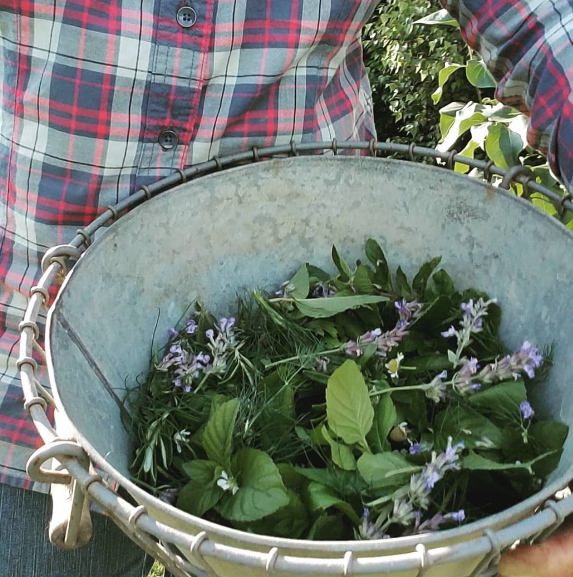 FreshEggsDaily's tweet photo. Herbs have wonderful health benefits for both you and your chickens. Bookmark this handy guide. Tons of photos for easy identification. #herbsforhens #naturalchickenkeeping #herbs https://t.co/P7zEVWKOyv https://t.co/gE4nehifvE