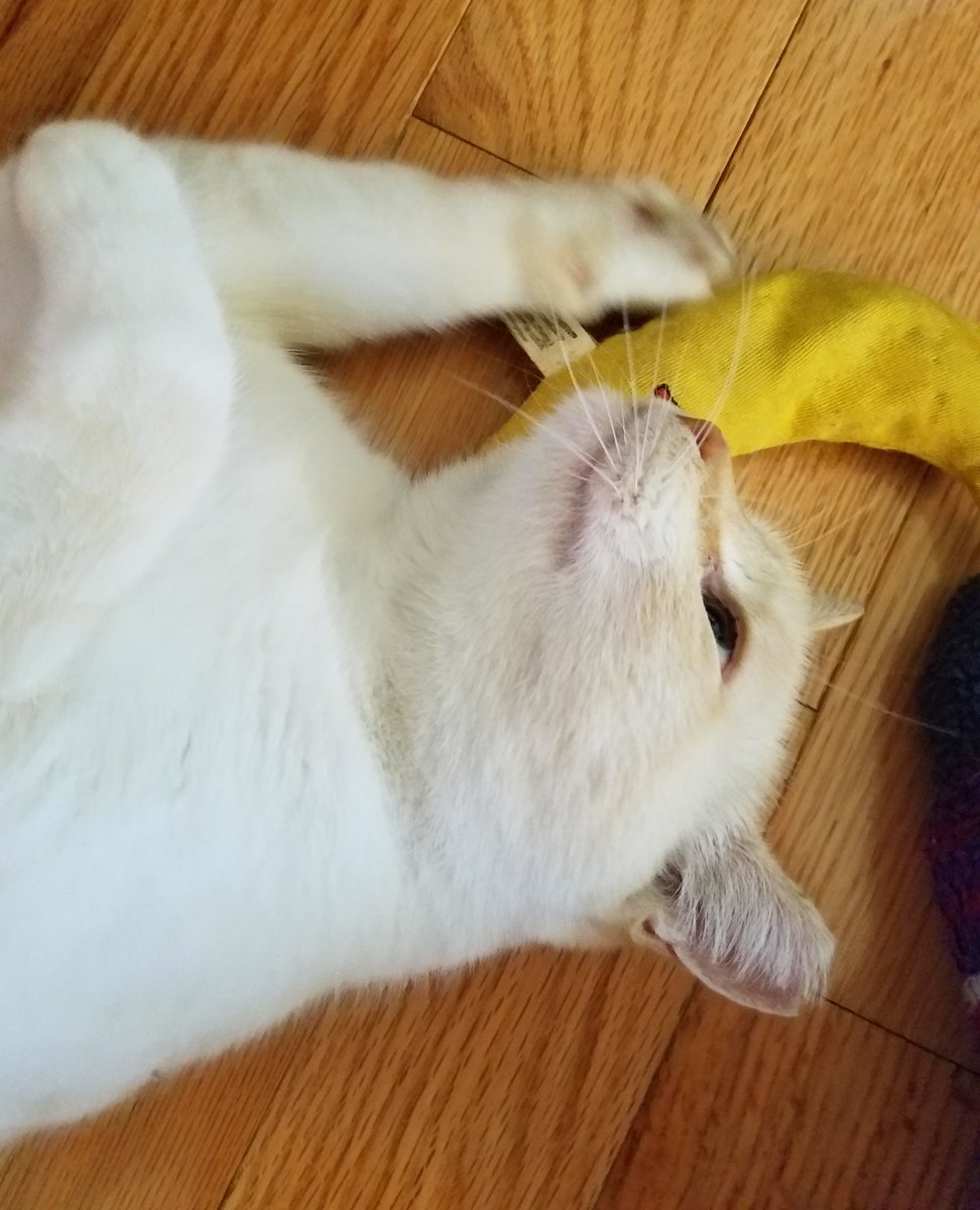 cranabargar1's tweet photo. I think he just came in for the banana buzz. 😻 https://t.co/XaSbjIOOgN