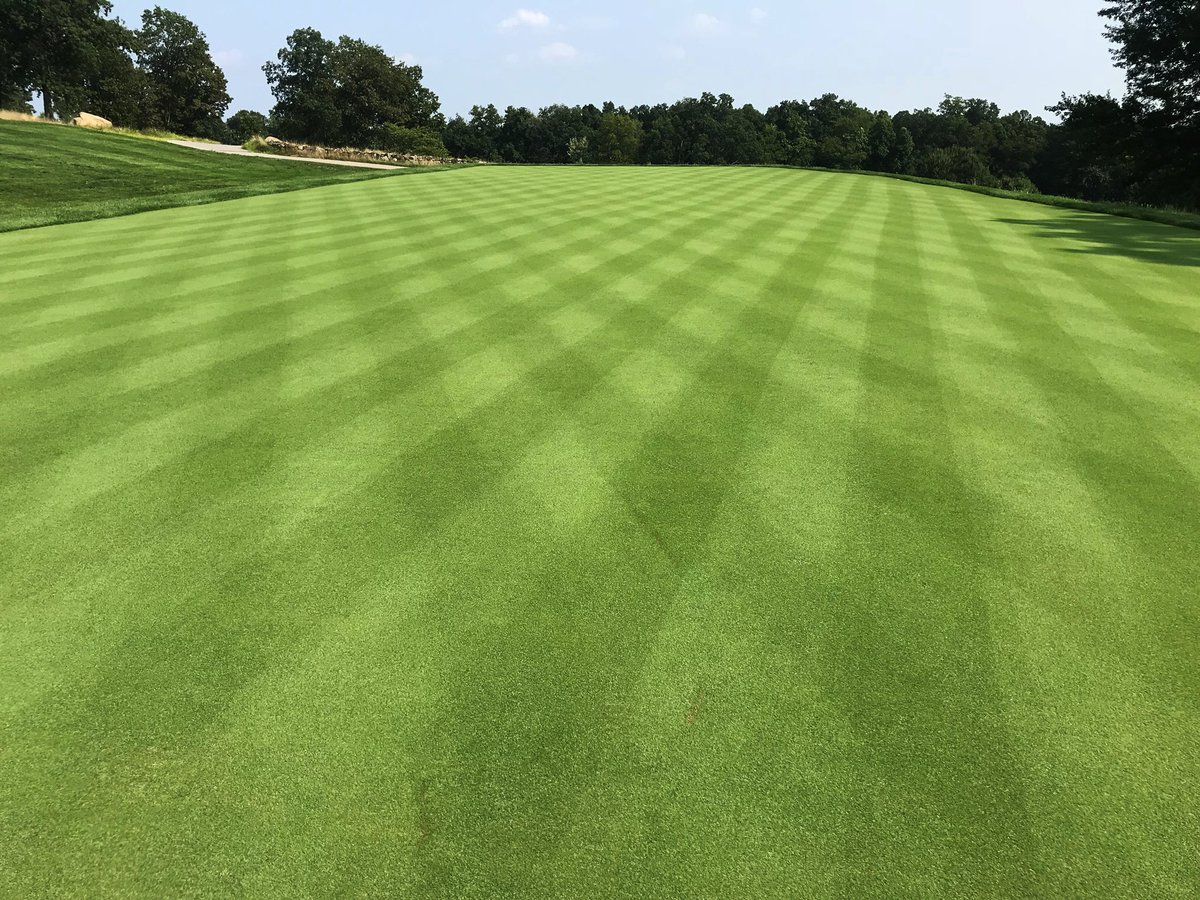 SROgerminati's tweet image. (8 weeks old) 777 creeping bentgrass @HudsonNational a @USGA #top100 course. #triedtruenew