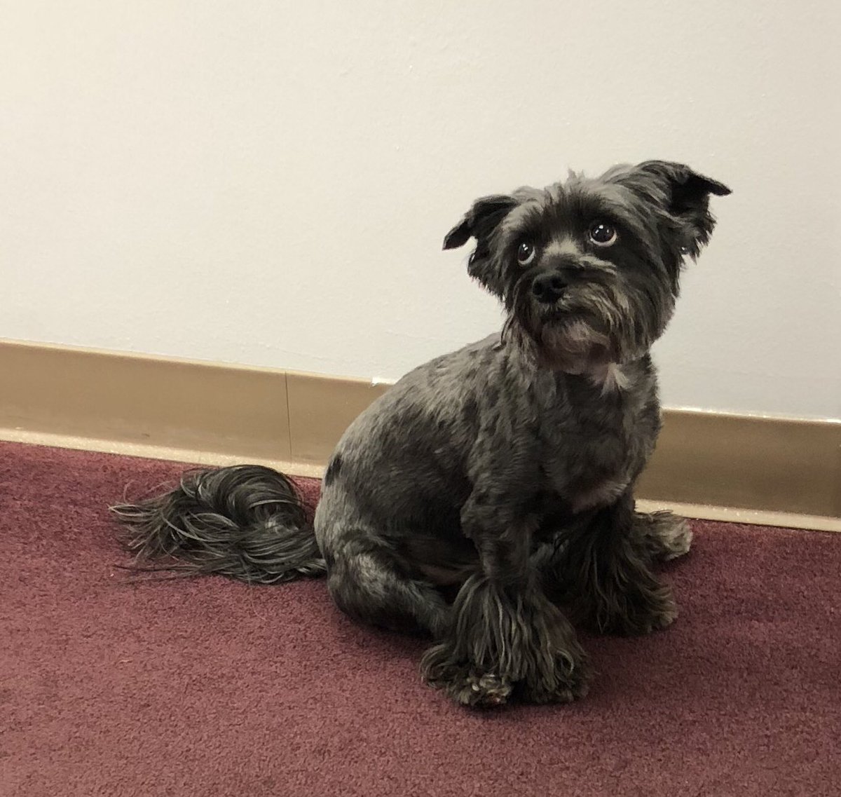 TimRanney_'s tweet image. Ted loves our new office!
#dogsoftwitter #dogs