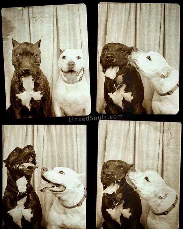 LinkedSouls's tweet image. Dogs in a photo booth.. come on, what’s not to like.  Love! 
#linkedsoulsnation