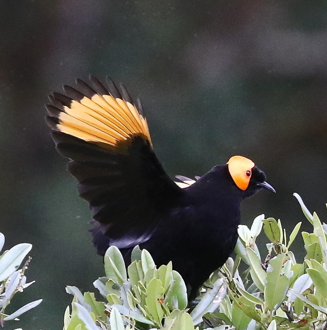 World birds on Twitter: "MacGregor's honeyeater (Macgregoria pulchra)  #painting #art… "