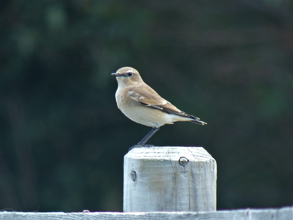 Eddie Williams On Twitter Another Arrival Of Autumn - 