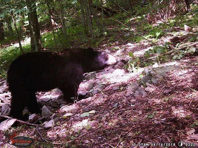 FifieldOutfitrs's tweet image. If big #RugSteaks is your passion, we've got ya covered with some potentially big #BearRugs for your living room! 
#WackNStack #Bears #BlackBears #BearHunting #Hunting #HuntingGuide #Rugs #SaveAFawn #Predator #PredatorHunting #TrailCamology #TrailCamera … ift.tt/2BwkgVT