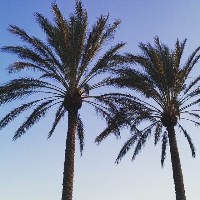 pooj___'s tweet image. #palmtreeparadise🌴 #california