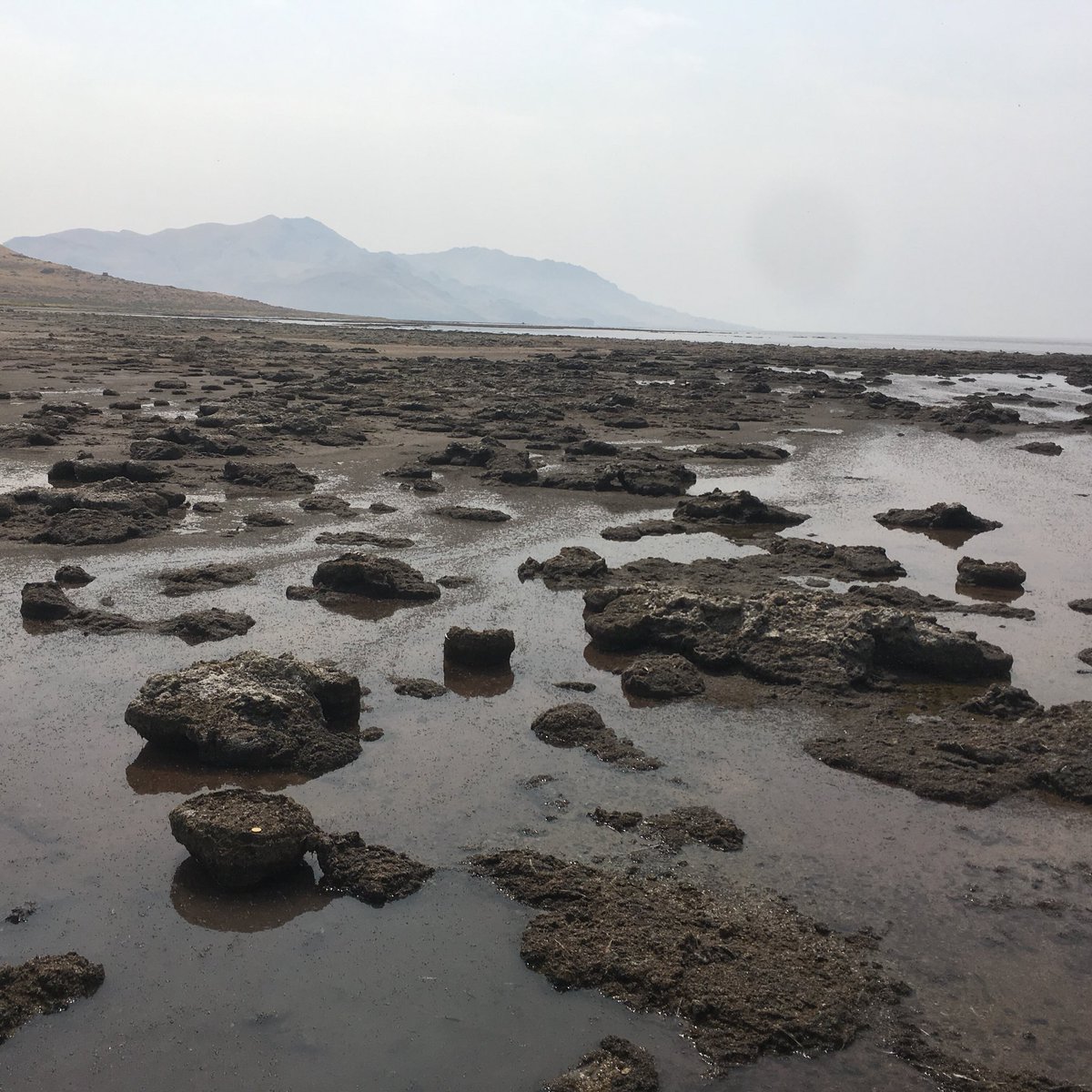 Shark Bay? No, Great Salt Lake! #greatsaltlake #antelopeisland #microbialites #geomicrobiology