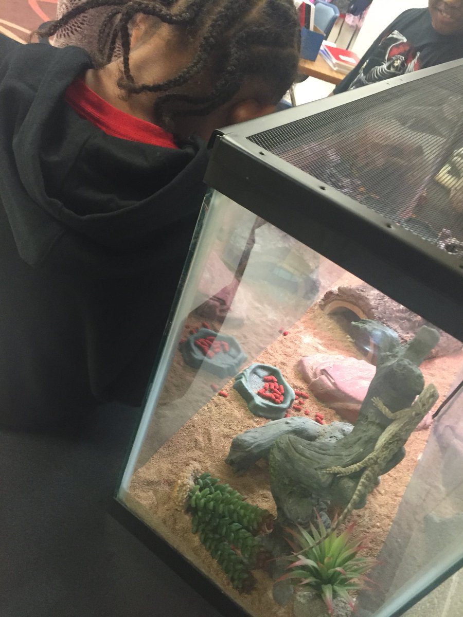 MrsSheriffSTEM's tweet photo. Getting Reggie to help us with our work during Science! @VarennesElem #MsDickerson https://t.co/CvorKHskRk