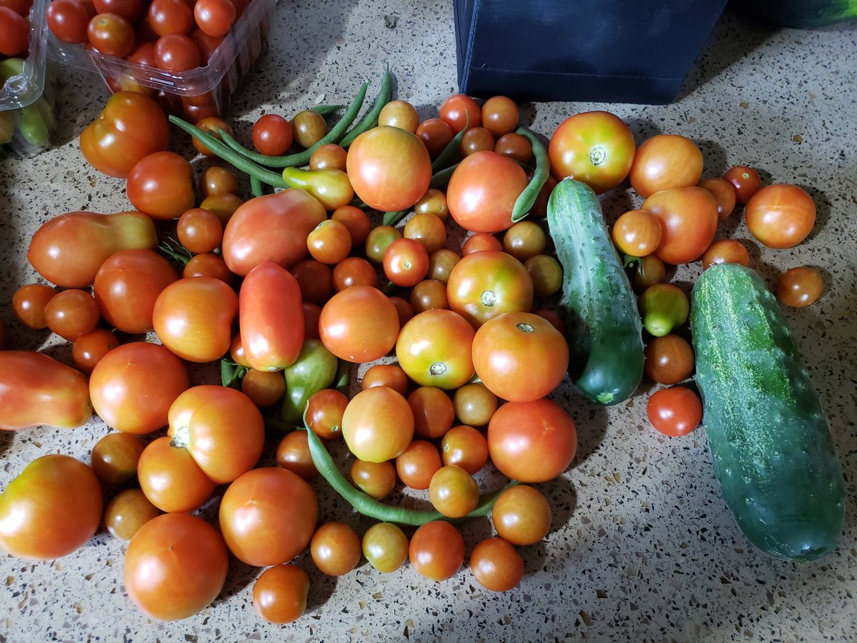 BrittyMartine's tweet photo. A busy time in the garden! #burpeeseeds @BurpeeHG #growyourownfood https://t.co/Y27p88jLqt