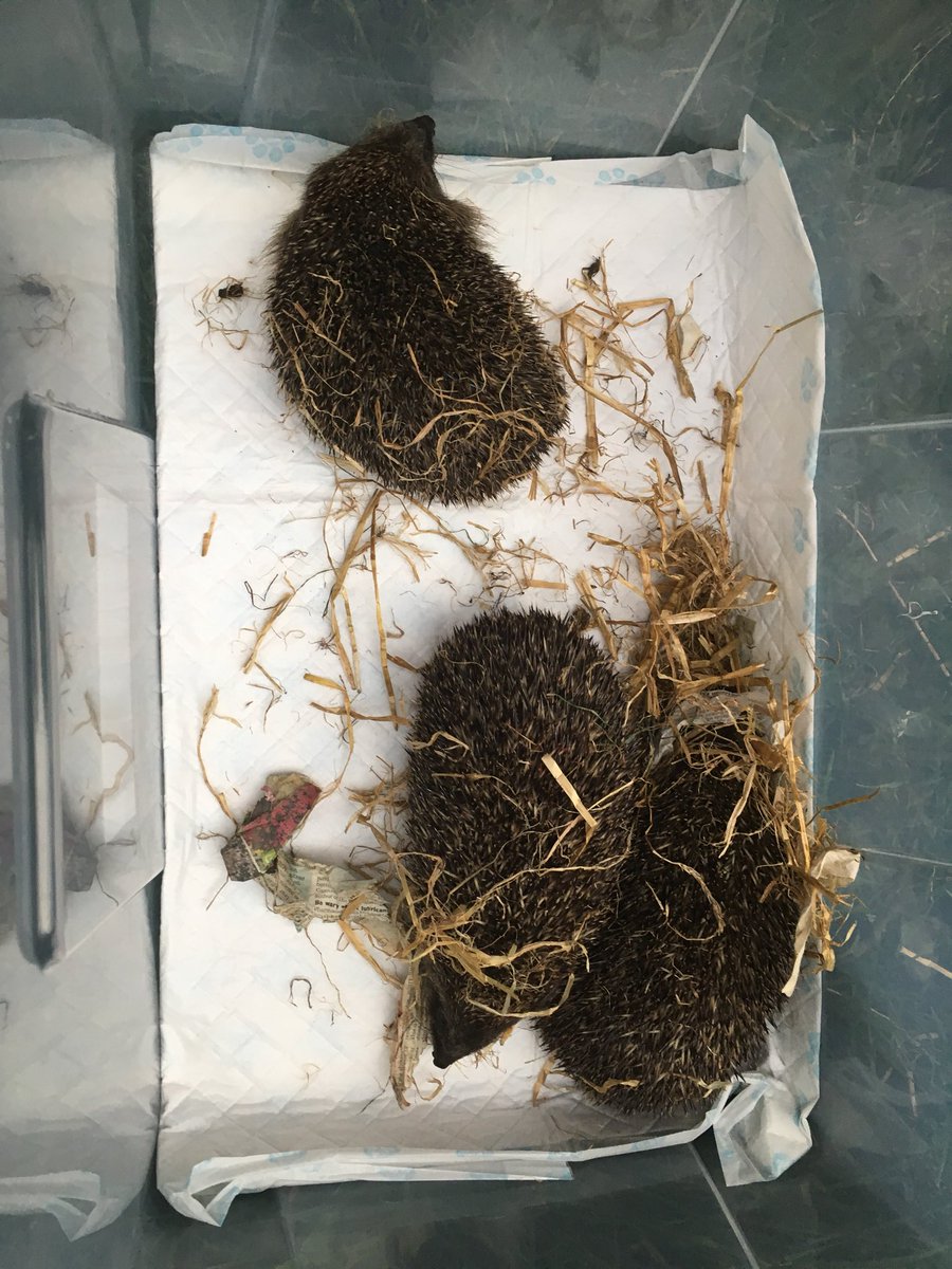 This little trio was released on 20/8/18, good luck Blue, Red and Pea, stay safe