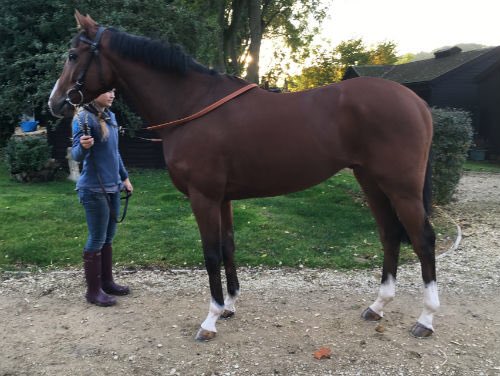 lucy_snowden's tweet photo. Winner for team @jamiesnowden as @page_fuller and #LordTopper win from the front @NewtonAbbotRace to notch up his third win over hurdles. What a great syndicate horse he’s been. #BestofBothWorlds. #teamJSR. https://t.co/POfjpG6uhs