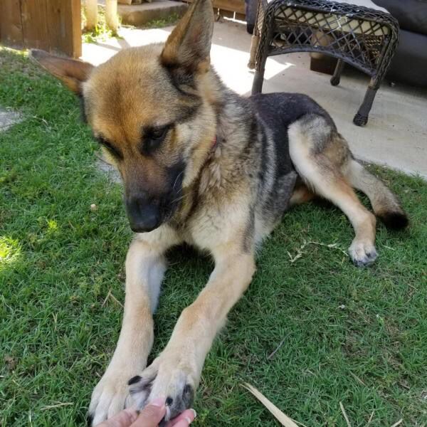 School's back in session, but SUMMER doesn't have to be over! This beauty is looking for a forever home with other dogs to play with and a family with lots of love to give - could that be with you? Adopt SUMMER today: buff.ly/2L6LstT