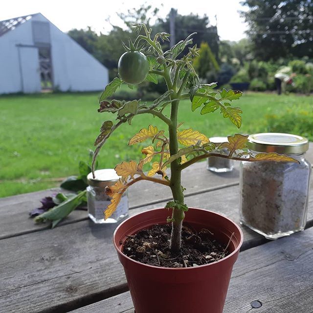 Grow where your planted? Bloom no matter what? My son's tiny plant grew a large tomato.  A reminder to keep trying. Keep stretching. And start fruiting, I think.
.
.
.
#lifeofafarmer #lifelessons #tomato #grow ift.tt/2LaxM1a