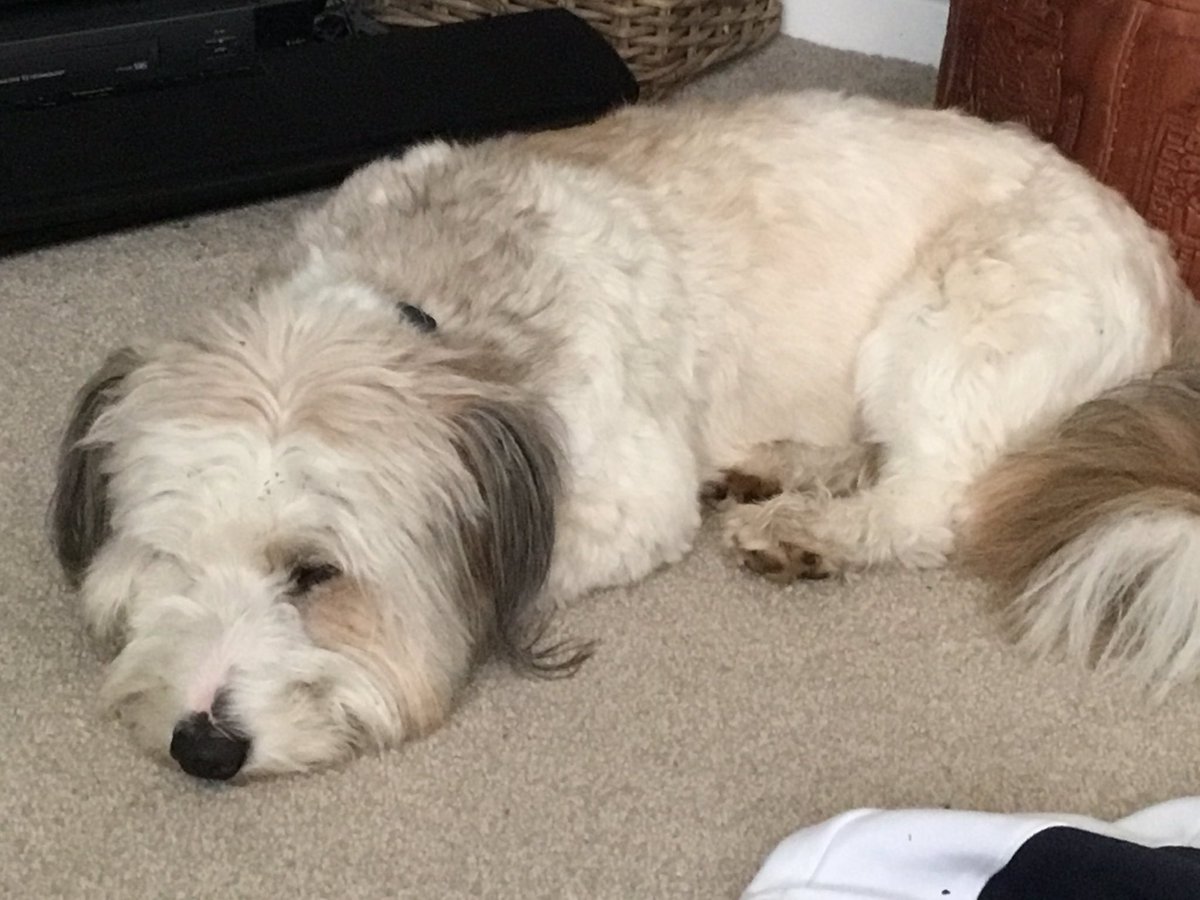 I is preserving my energy tonight.  Apawrently I have a date with Mel <a href="/cannycuts/">CannyCutsDogGrooming</a> tomorrow.  She zaps my strength when she cuts my fur #CleanDog #PamperedPooch #LikeBeingScruffy