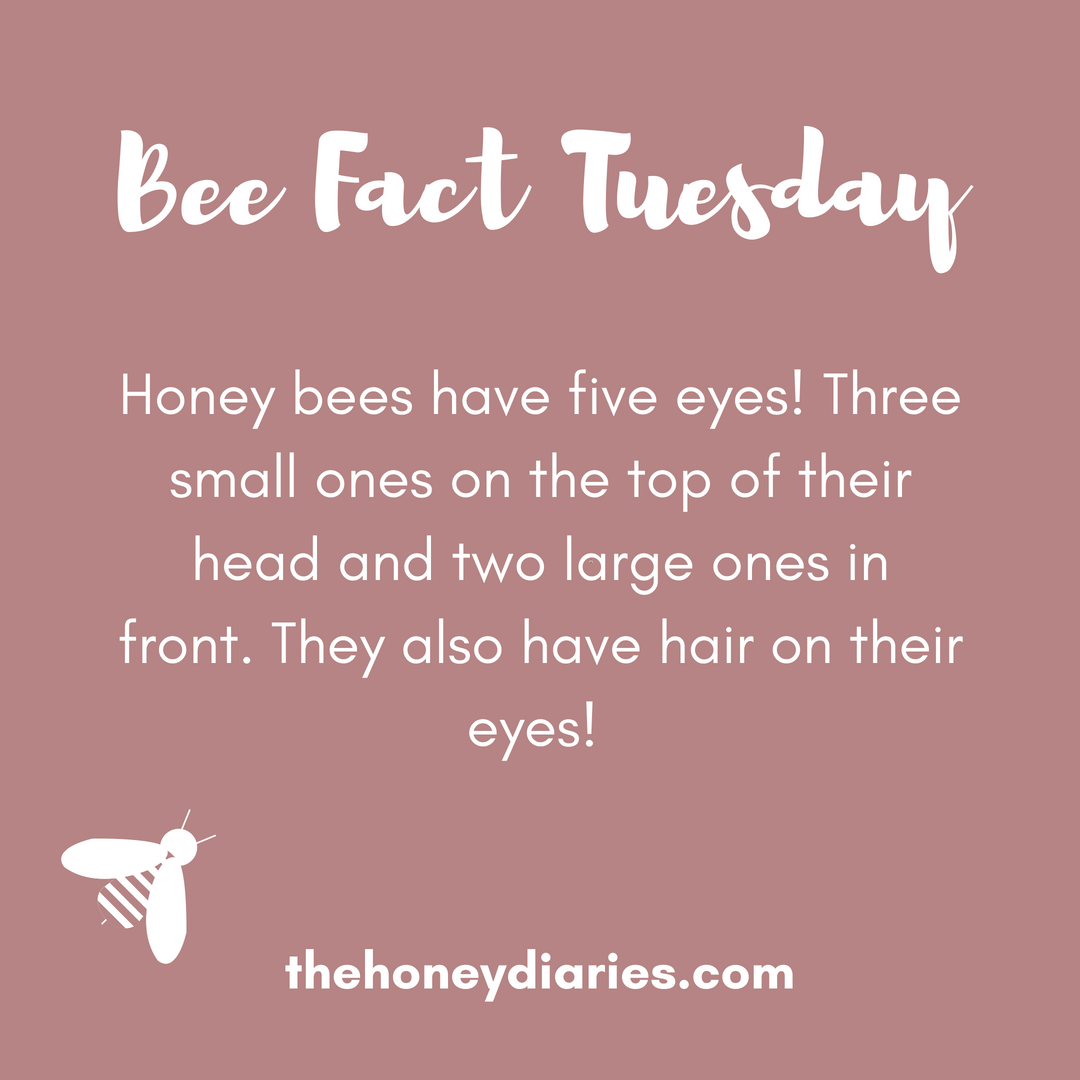 Bringing back #beefacttuesday 🐝👀👀👀