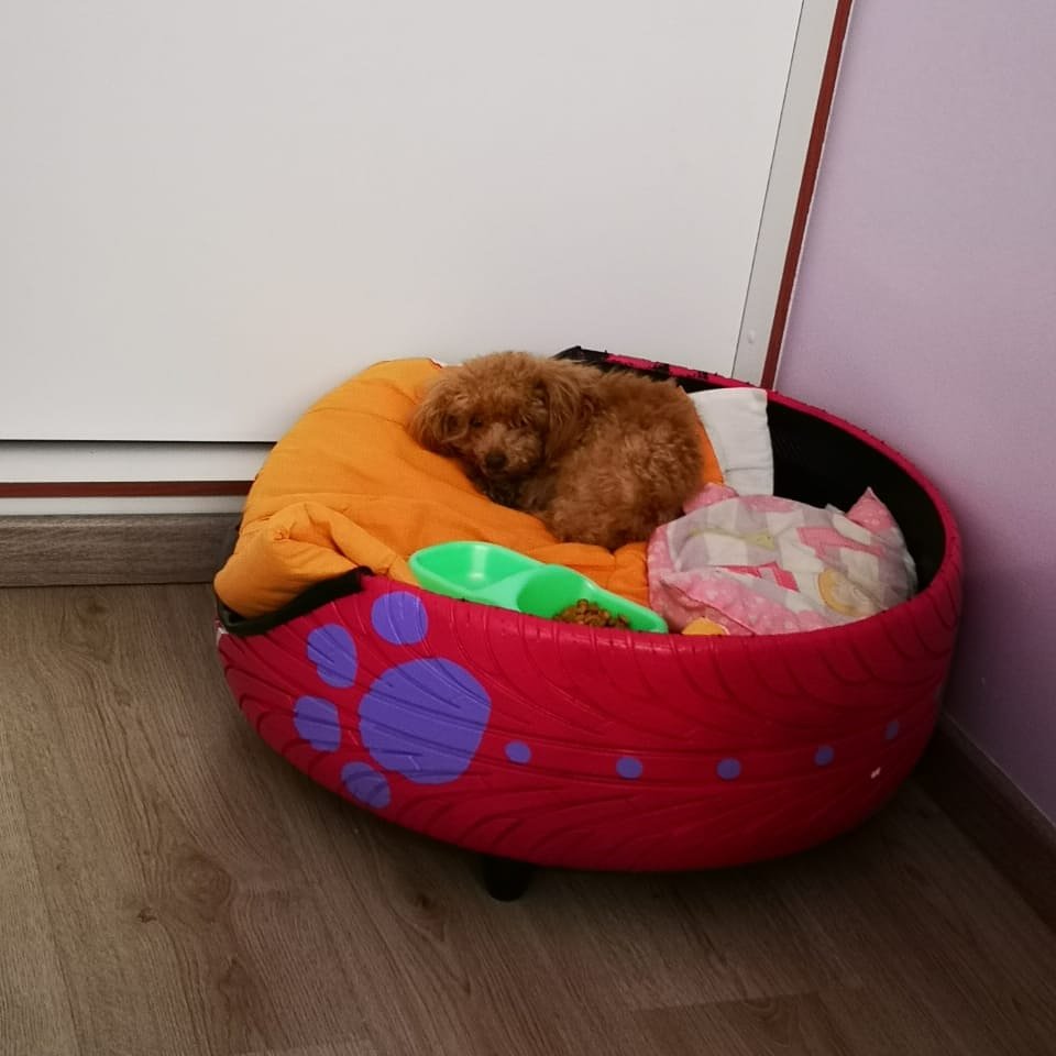 PoufGama's tweet photo. Desde Antofagasta nos envían esta linda fotito.. recuerda pedir una camita para tu mascota.. https://t.co/ooNxTKsU53