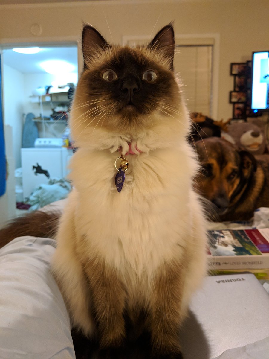 This is Artemis. #artemissykitty #roastmycat <a href="/mythical/">Rhett & Link</a> <a href="/rhettandlink/">Rhett & Link</a>