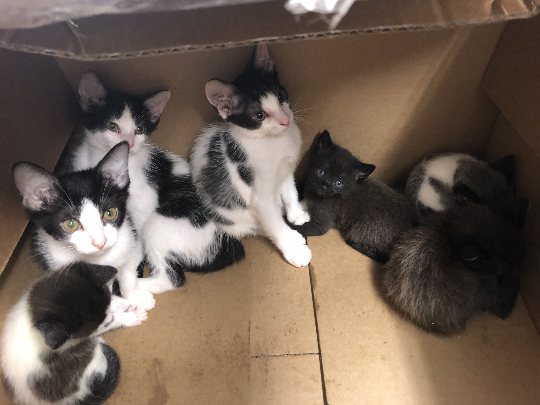 Kc Pets Craigslist - nek37f2