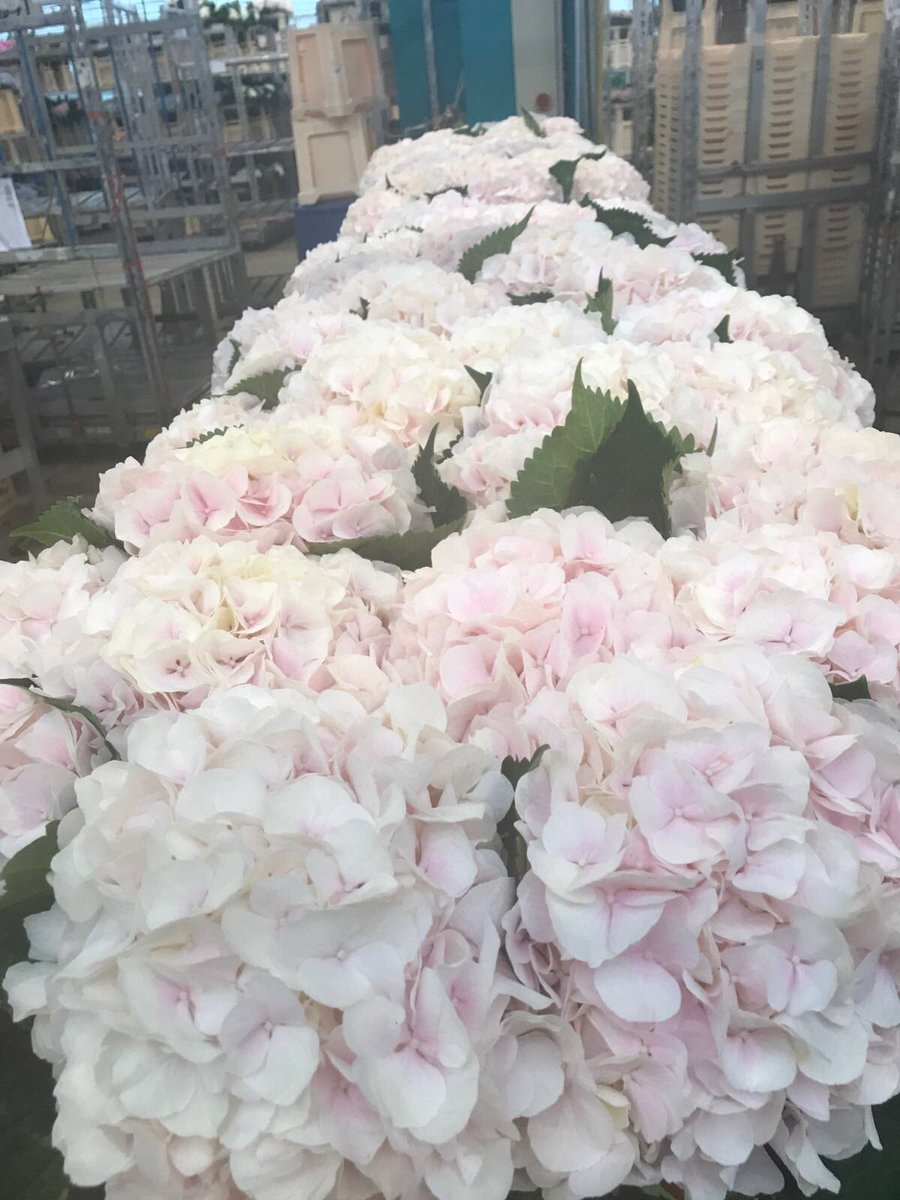 Supreme quality Sweet Verena hydrangea 80cm on the belt being readied for today's departure 💚#luxuryflowers #floralfix  #florallove #florallife #awesome_florals #flowers #allthingsbotanical #hydrangea #botanicalpickmeup #botanicalbeauty #justbefloral #botanicaldaydreams 💚