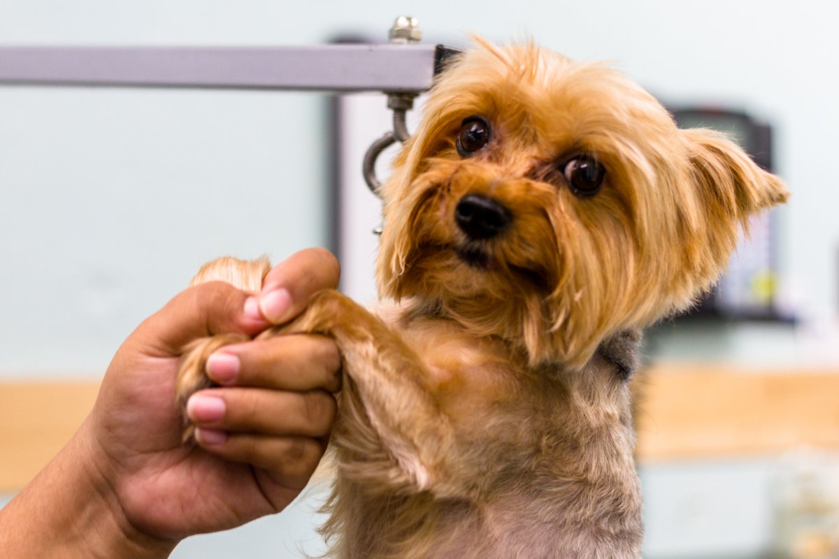 Natures pet clearance spa