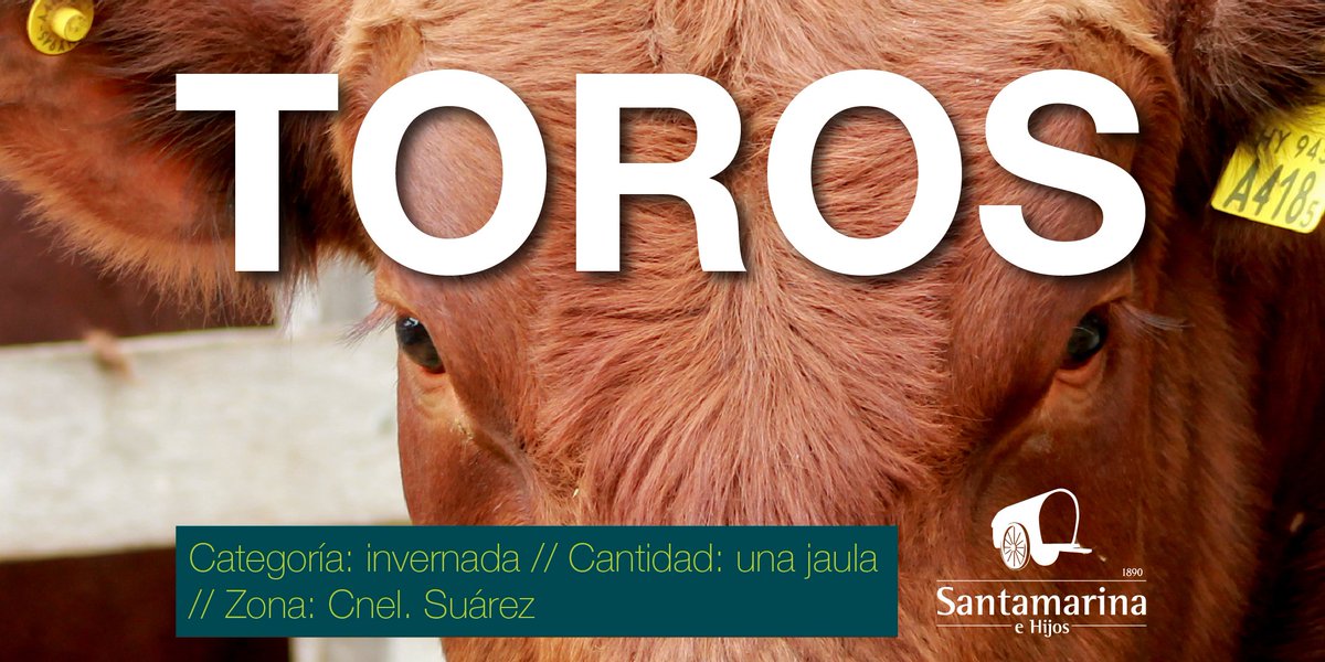 Santamehijos's tweet image. En Santamarina e Hijos #compramos una jaula de toros de invernada, para la zona de Coronel Suárez
✅ Envianos fotos y videos de tu tropa 🐂📷
🙂 Referente: Eduardo Colombo
