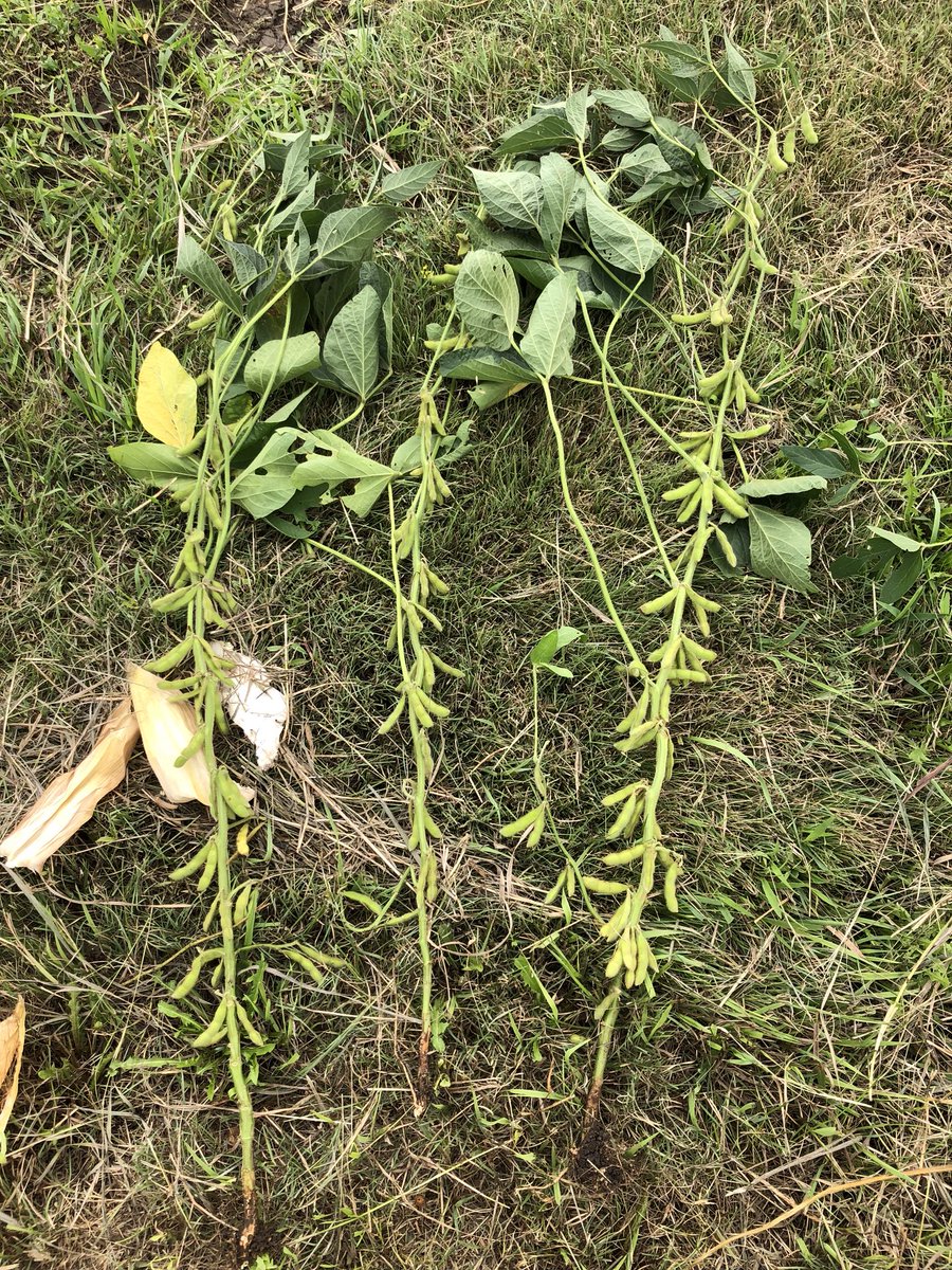 ShermanNewlin's tweet photo. Gage Co NE pod count was good 1915,  non irrigated #PFTour18 https://t.co/IrfNl8zEdd