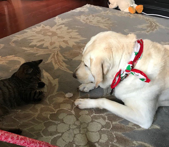 adventurescharl's tweet photo. It's your turn...😀 #rescuedog #rescuecat #therapydog https://t.co/kA9fLBdkwY