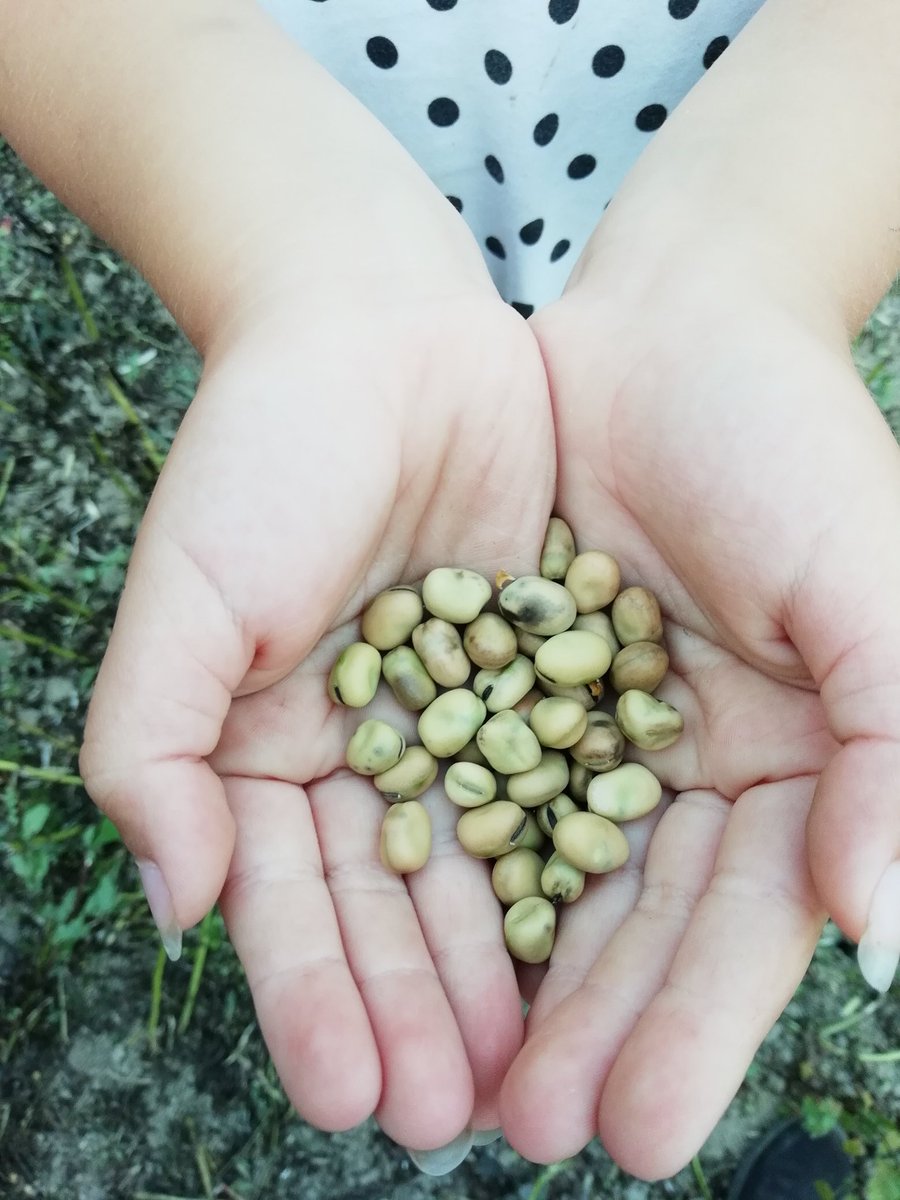 Tämän vuoden sato tallessa ja lajiteltuna 😊 <a href="/VoimaPapu/">Voima-Papu ja Karviaisten tila</a> #ruokaaomastamaasta