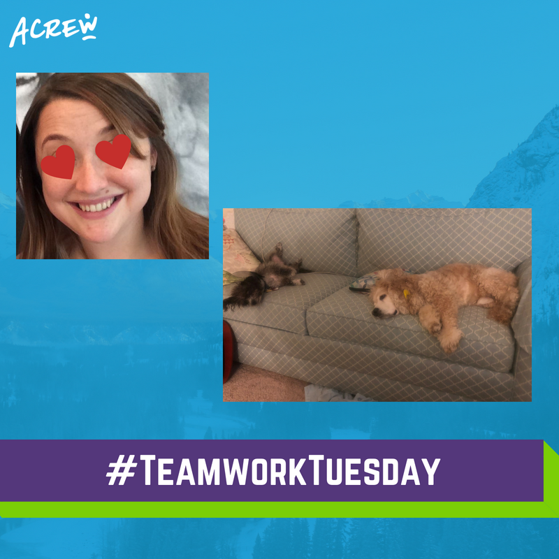 Our biz dev dev-er <a href="/leafeaf/">*lizy freudmann*</a> is working from home today with some help from her assistants, Mr. Bingley and Atalanta. The assistants are working very hard, and Lizy is looking a lot like the heart-eyeball emoji 😍 . #joinacrew  #officedogs #treplife #workfromhome