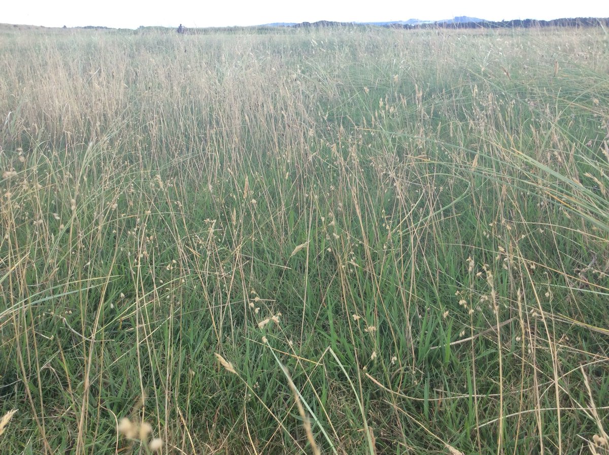 adamnewton83's tweet photo. Lots to admire today at Luffness New GC. Some of the very best fescue/bent greens around β³οΈcoupled with wonderfully diverse golfing roughs full of quaking grass #truelinks #golf #naturalsurfaces https://t.co/oOBtKb5eRL