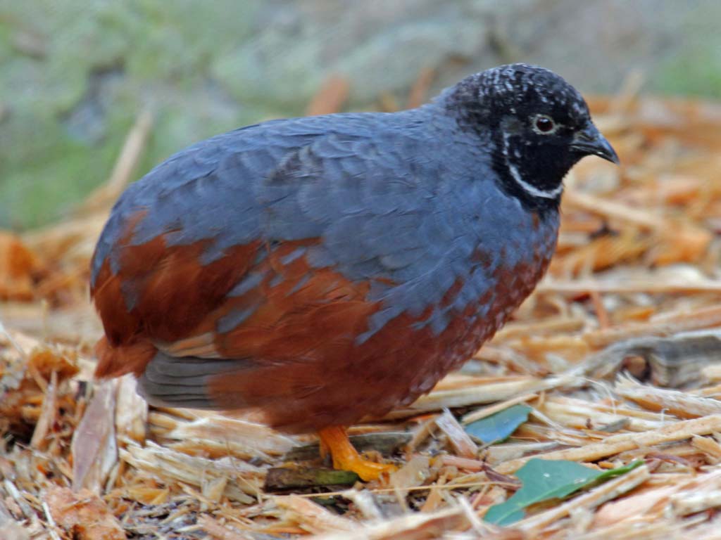 _everybird_'s tweet photo. BIRD #7,311
Blue-breasted Quail
(Coturnix chinensis) https://t.co/3RIWvT4j7t