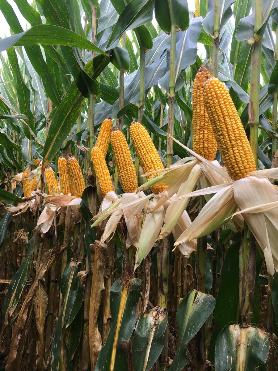A6499STX...no till...36,000... I look for this corn to have one of its best years yet! ⁦<a href="/AgriGold/">AgriGold</a>⁩