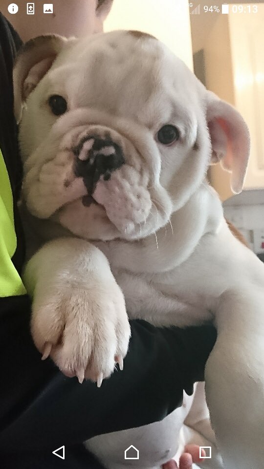 malkymaj's tweet photo. Two wee beautiful Baby British Bulldogs looking to be loved. If seriously interested message me https://t.co/F9xKC7MFdk