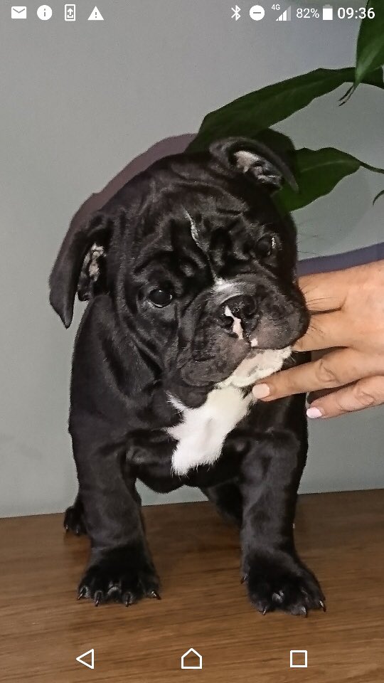 malkymaj's tweet photo. Two wee beautiful Baby British Bulldogs looking to be loved. If seriously interested message me https://t.co/F9xKC7MFdk
