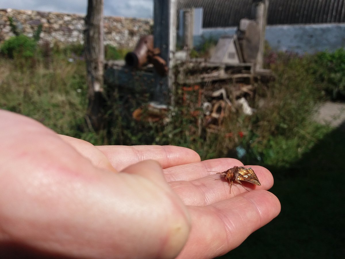 thebugfarmUK's tweet photo. Today's visitors helped to empty the moth traps with #Pembrokeshire county recorder Robin Taylor. I wonder how many species were recorded? #biodiversity #wildlife #insects #lepidoptera #moths #StDPT #pollinators #FindYourEpic #GwladGwlad #Wales #StDavids https://t.co/tSBLKo8l7n
