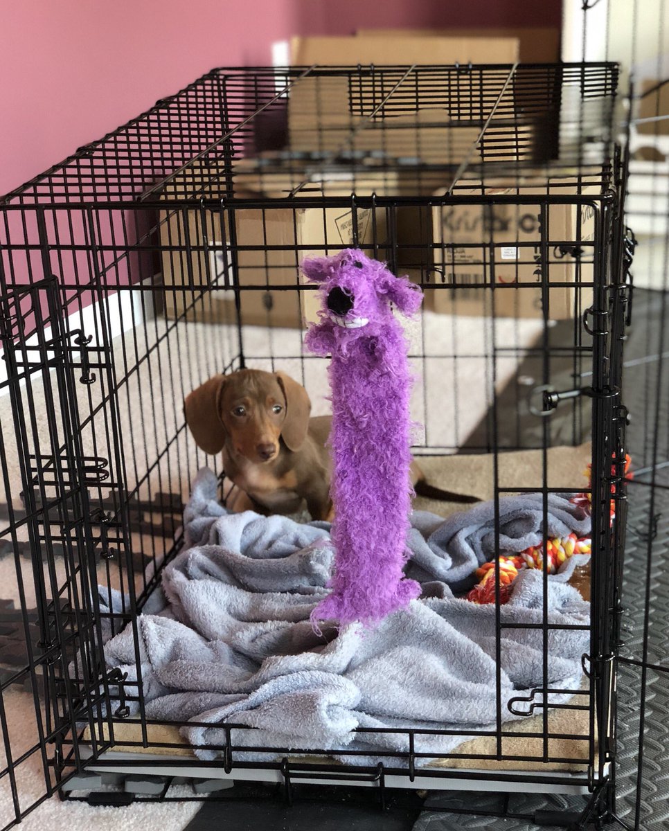 Wade Barnes On Twitter Tried Tossing Pup Toy Into Their Crate