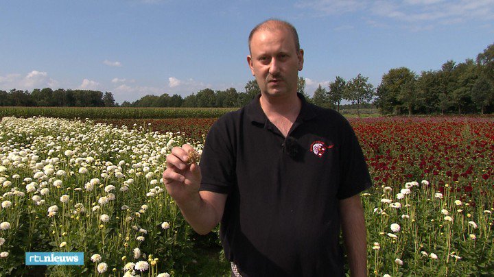 RTLnieuws's tweet image. Bloemencorso's in de knel door schreeuwend tekort aan dahlia's rtlnieuws.nl/nieuws/laatste…